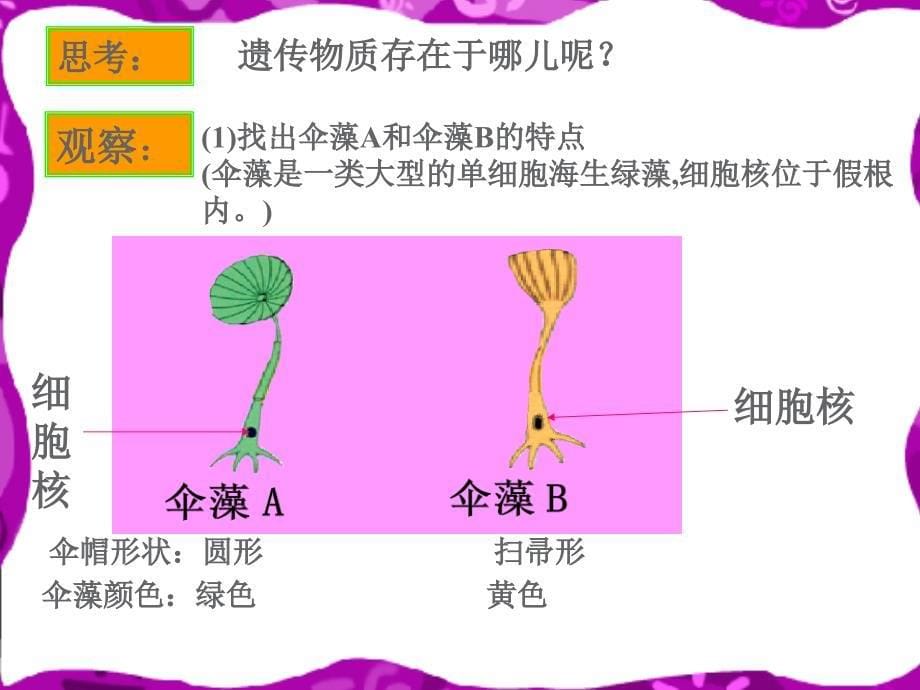 生物的遗传和变异复习通用课件_第5页