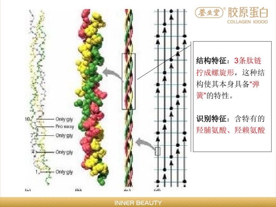 养生堂胶原蛋白产品培训无录音_第4页