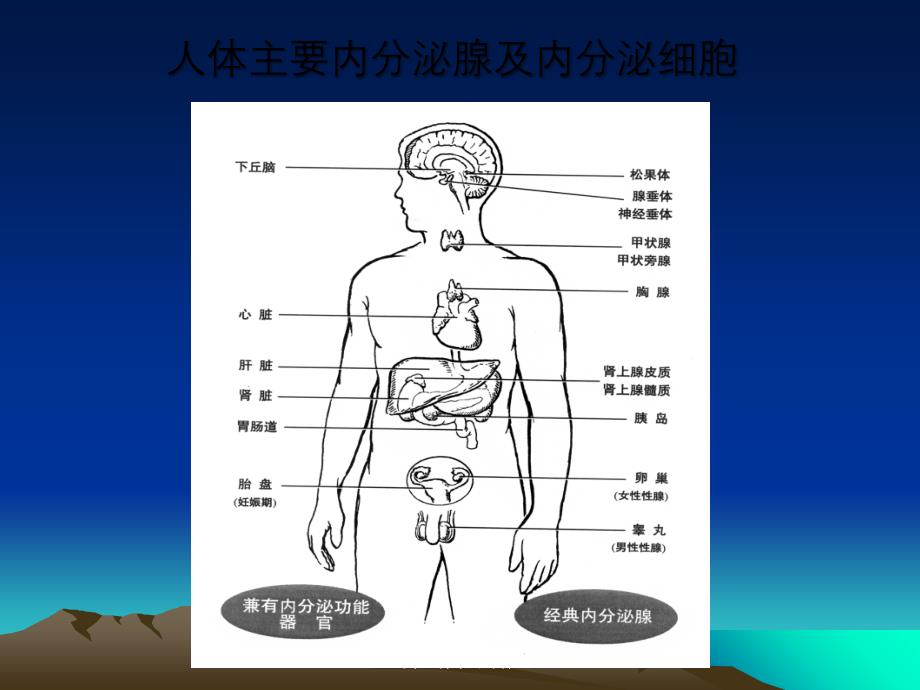 性激素引导下的月经周期变化及临床意义业务学习课件_第3页