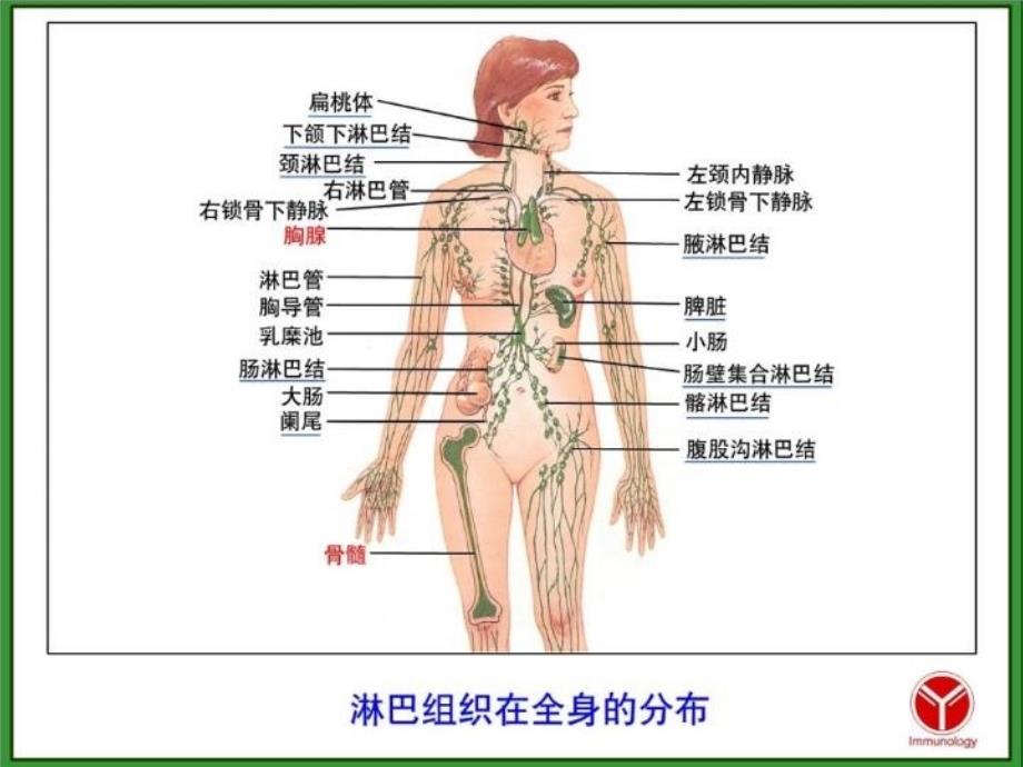 最新医学免疫学第二章免疫组织和器官新PPT课件_第4页