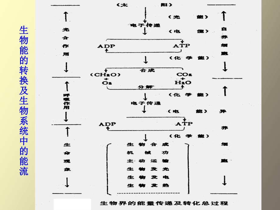 生物化学合工大第九章生物氧化_第3页