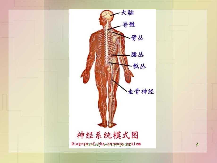 法医临床二外周神经整理版课件_第4页