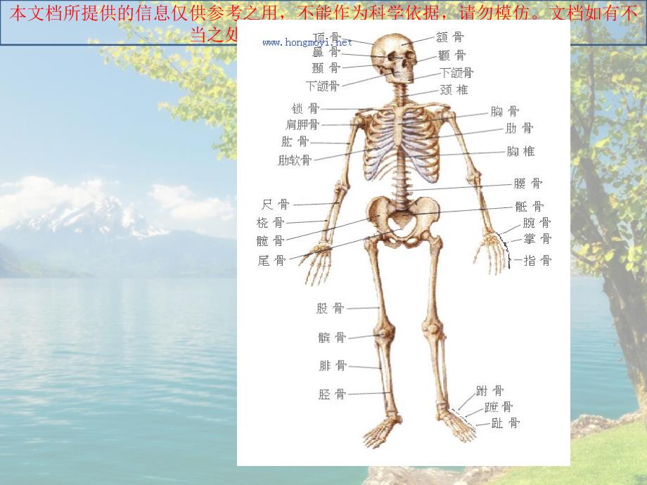 人体骨骼简述培训课件_第1页