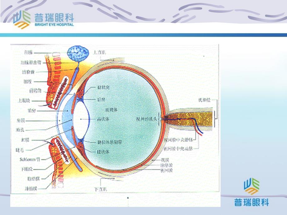 眼的应用解剖与生理讲座_第4页