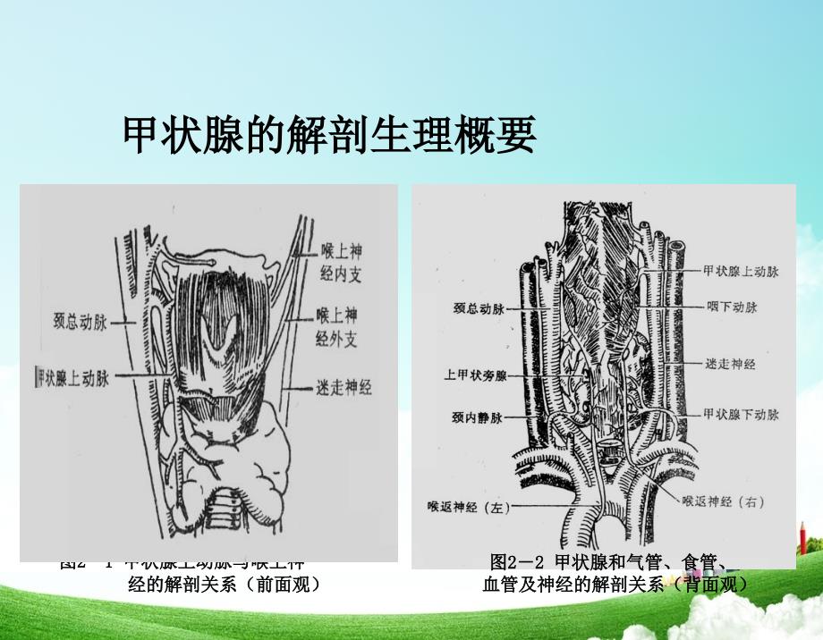 甲状腺疾病病人的护理ppt_第3页