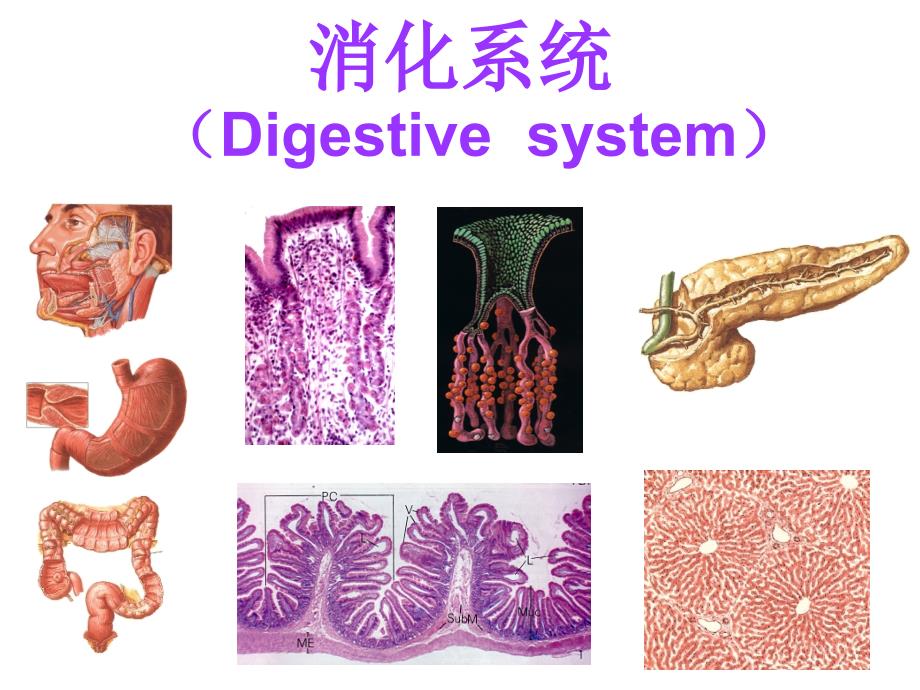 组织学与胚胎学：消化管_第1页