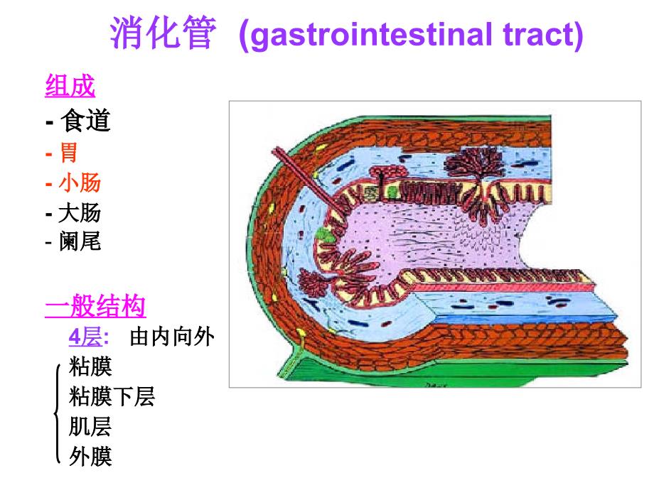 组织学与胚胎学：消化管_第3页