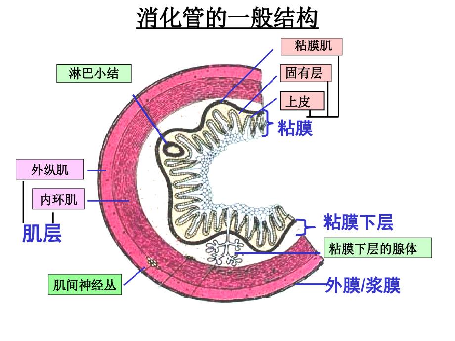 组织学与胚胎学：消化管_第4页