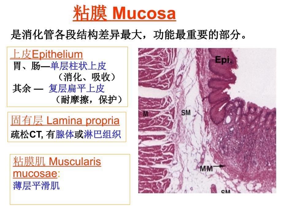 组织学与胚胎学：消化管_第5页