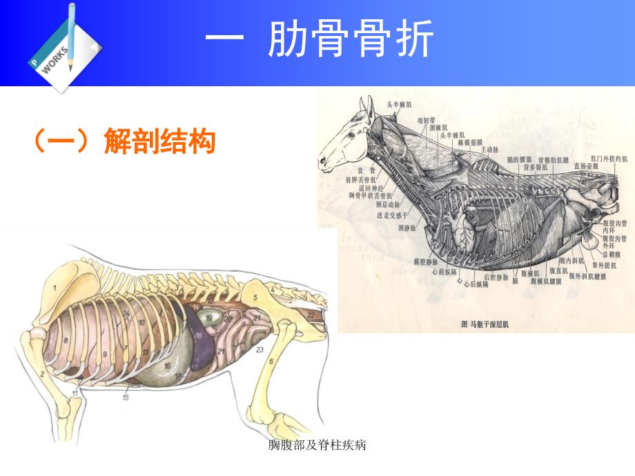 胸腹部及脊柱疾病课件_第2页