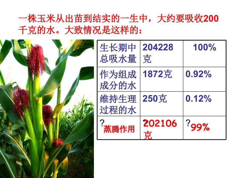 33绿色植物与生物圈的水循环课件_第2页