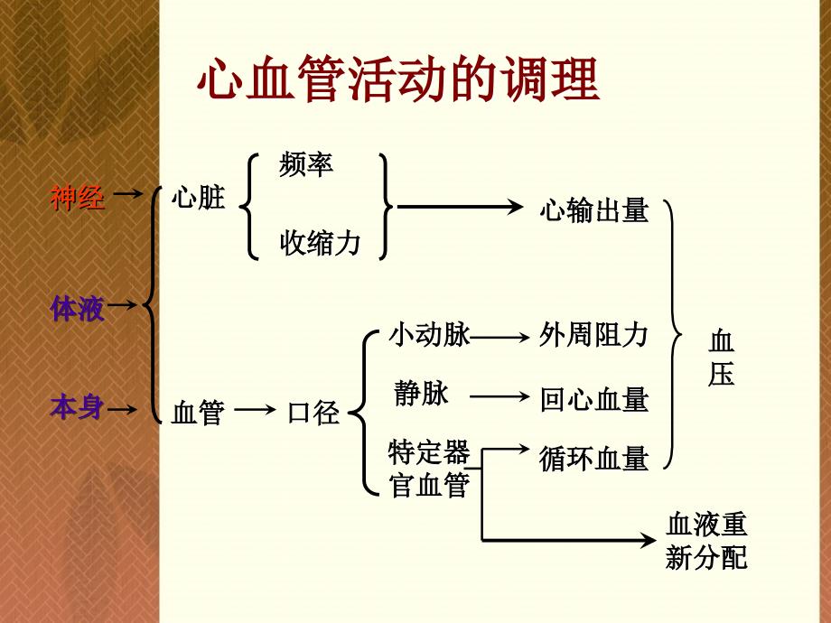 动物生理学23心血管活动调节ppt课件_第2页