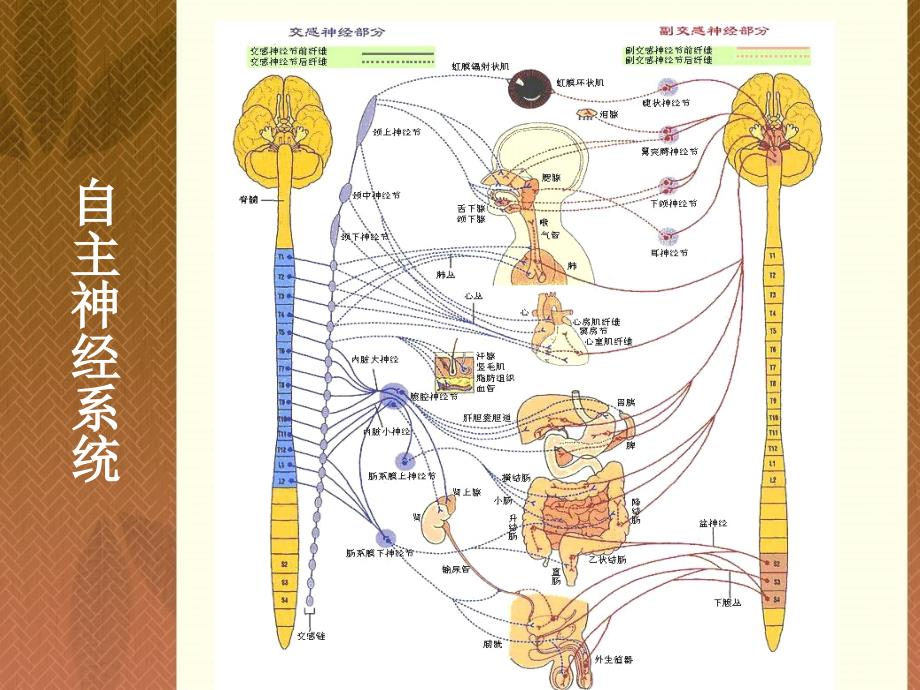 动物生理学23心血管活动调节ppt课件_第4页