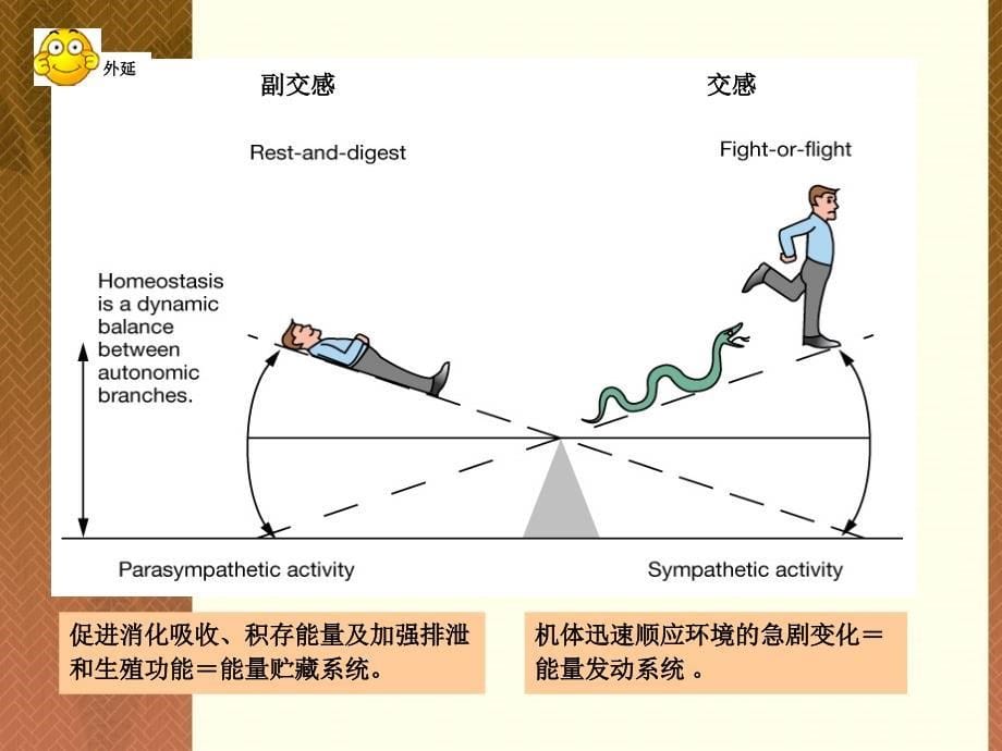 动物生理学23心血管活动调节ppt课件_第5页