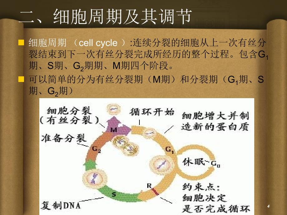 细胞周期及其调控PPT优秀课件_第4页