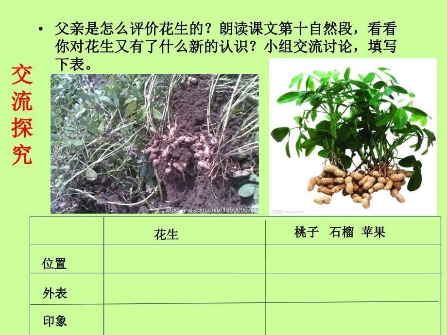 《落花生》课件_第5页