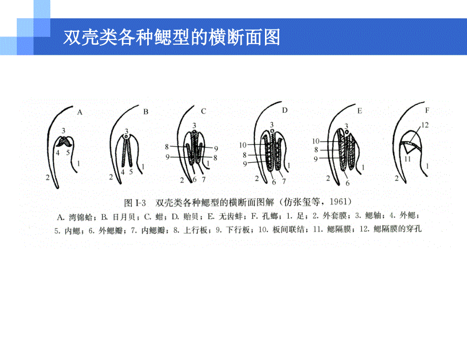 软体动物的分类-双壳类（教资课堂）_第3页