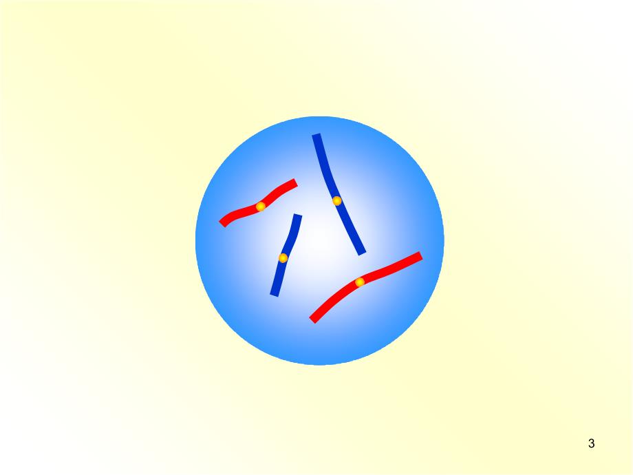 减数分裂与配子形成ppt课件_第3页