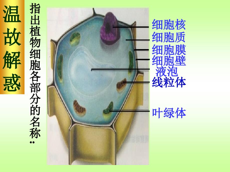 七年级生物观察动物细胞13g课件.ppt_第2页