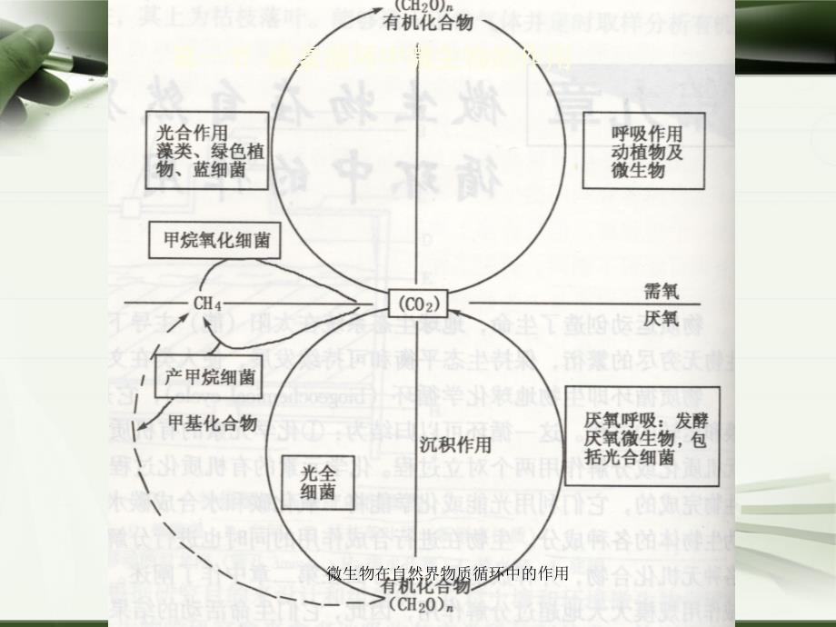 微生物在自然界物质循环中的作用课件_第3页