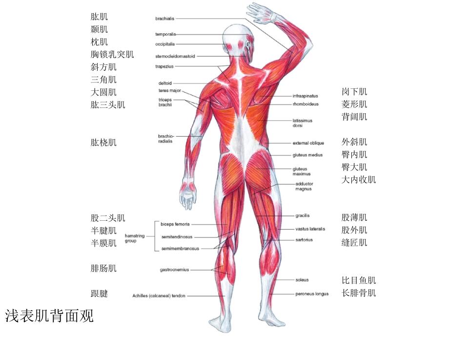 人体解剖生理学实验——实验二肌肉系统_第4页