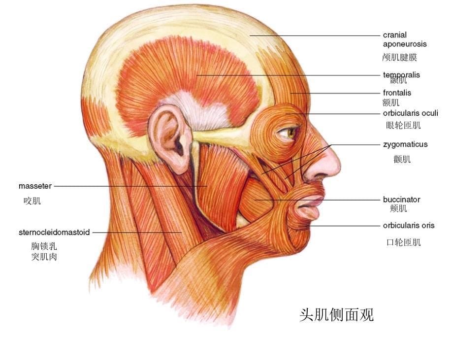 人体解剖生理学实验——实验二肌肉系统_第5页