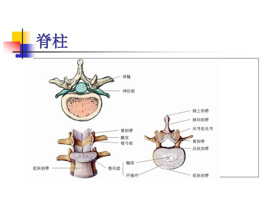 脊髓损伤基本概念_第3页