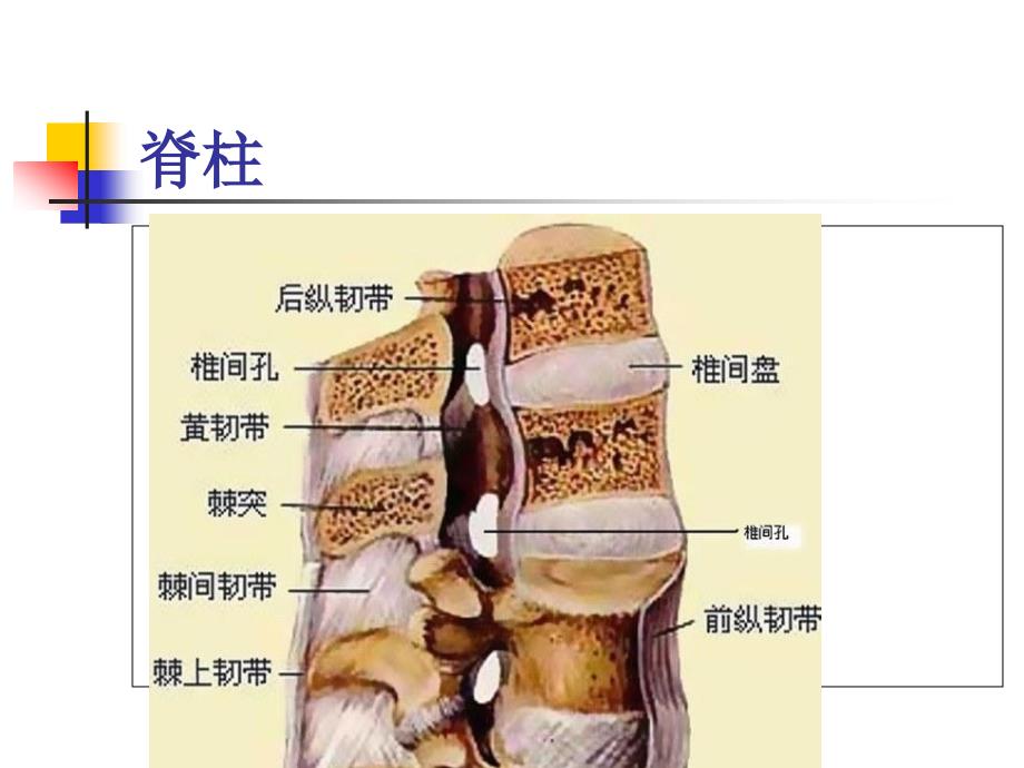 脊髓损伤基本概念_第4页