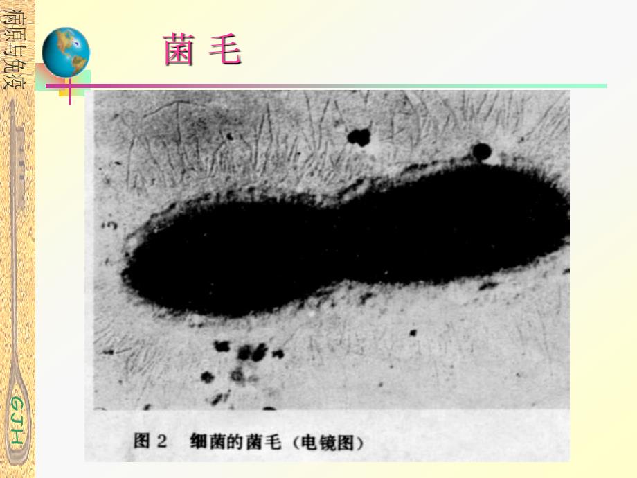 微生物学形态结构_第3页