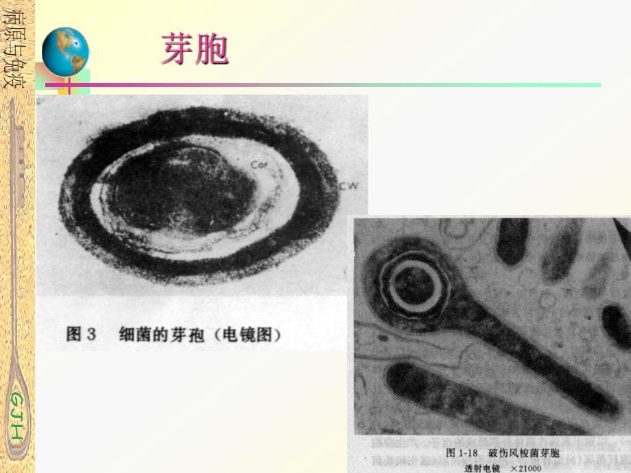 微生物学形态结构_第4页