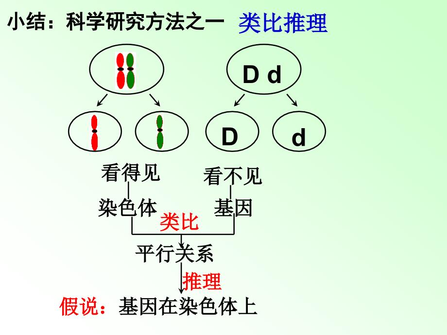 《基因在染色体上》复习公开课课件_第4页