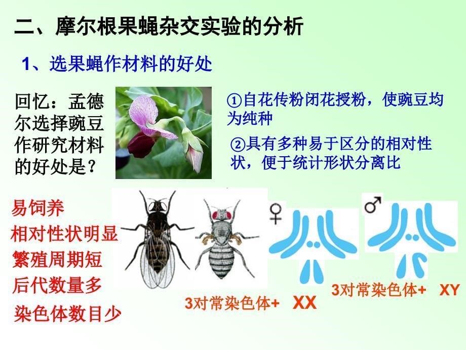 《基因在染色体上》复习公开课课件_第5页