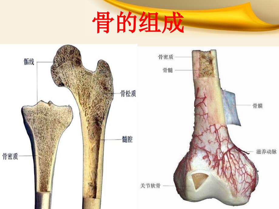 骨科实习小讲课_第2页