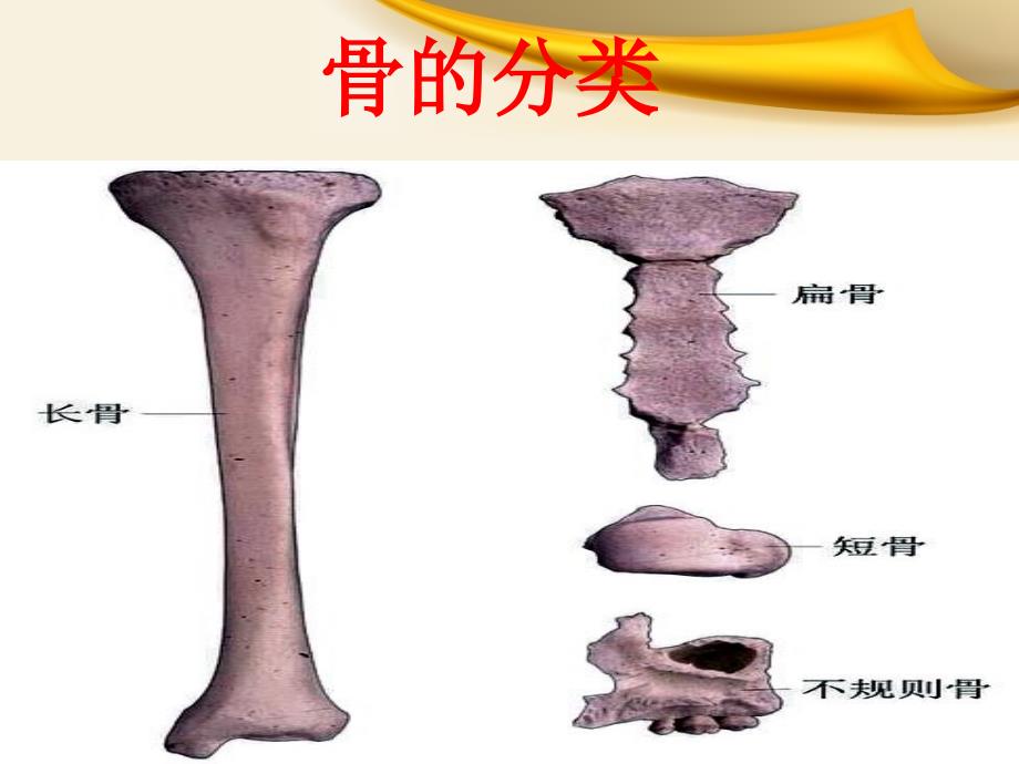 骨科实习小讲课_第3页