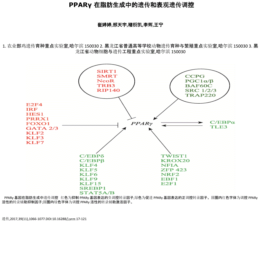 PPAR在脂肪生成中的遗传和表观遗传调控_第1页