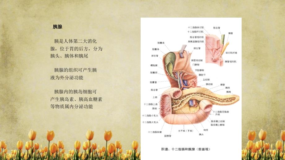 急性胰腺炎的护理.ppt精选_第3页