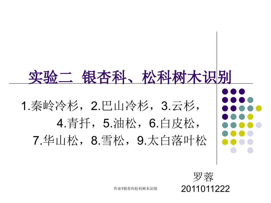 作业1银杏科松科树木识别课件_第1页