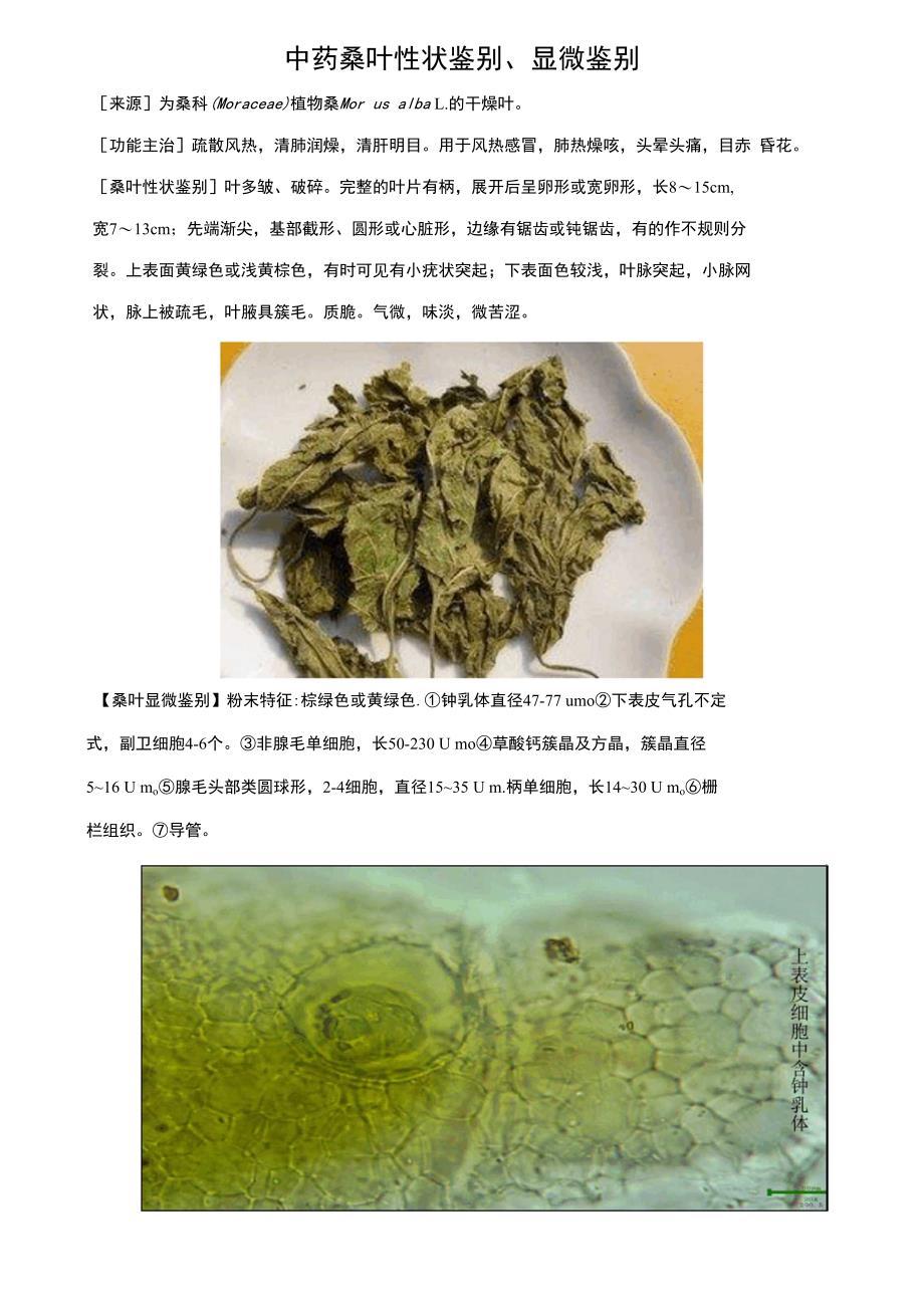 中药桑叶性状鉴别、显微鉴别_第1页