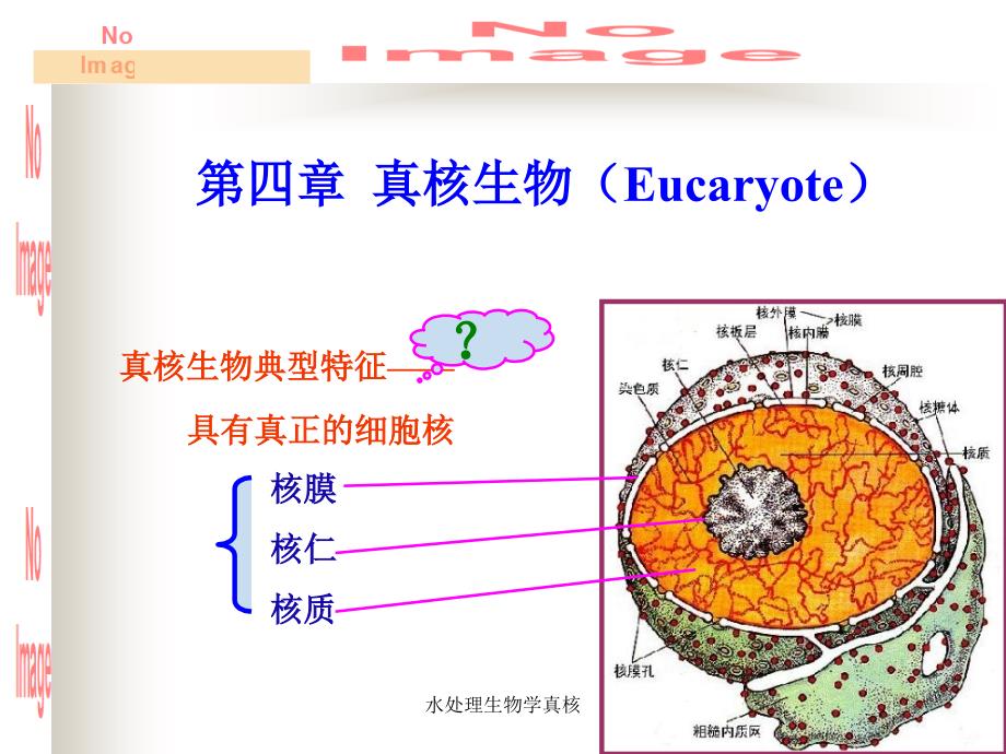 水处理生物学真核课件_第1页