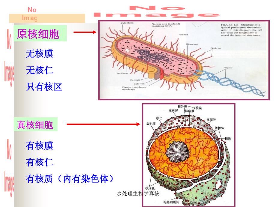 水处理生物学真核课件_第2页