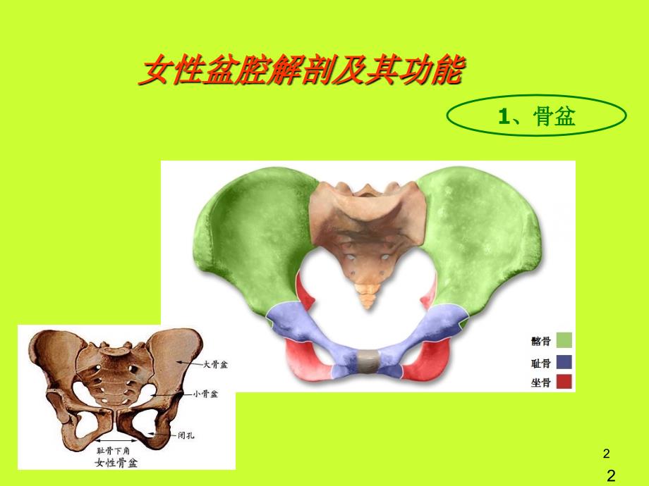 盆底疾病ppt课件.ppt_第2页