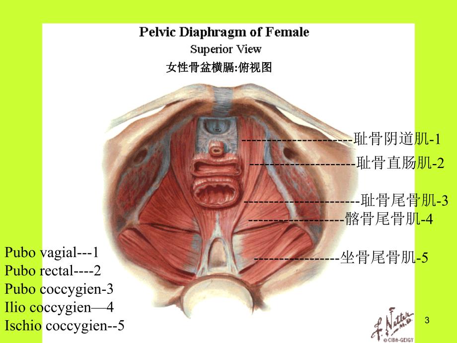 盆底疾病ppt课件.ppt_第3页