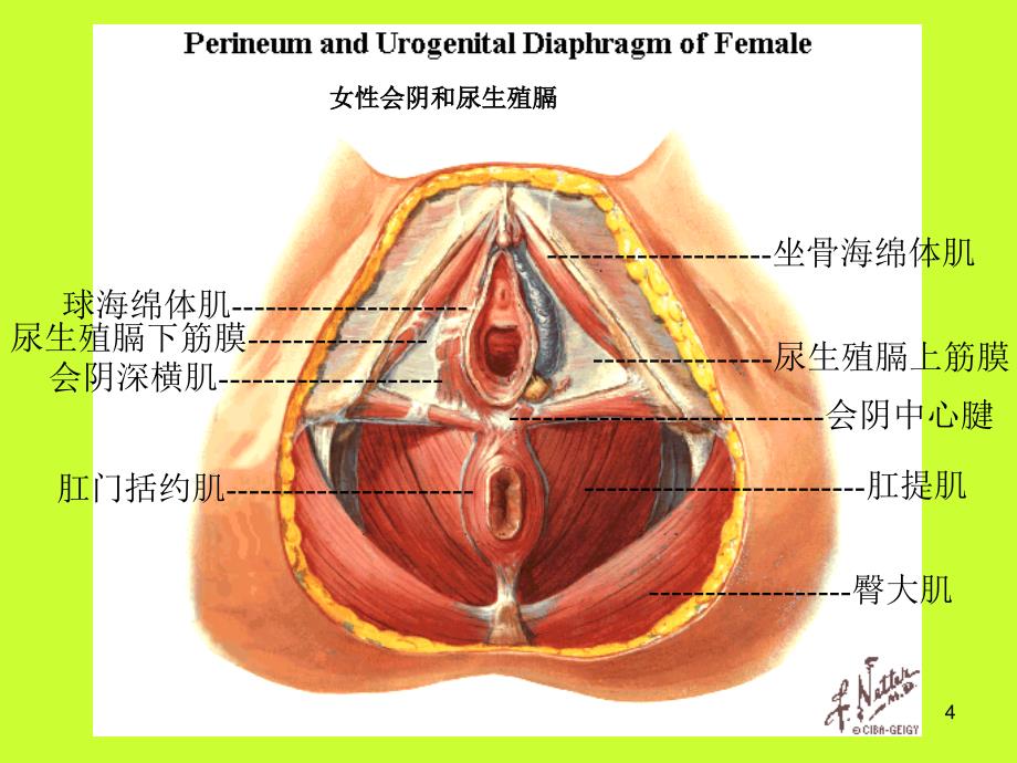 盆底疾病ppt课件.ppt_第4页