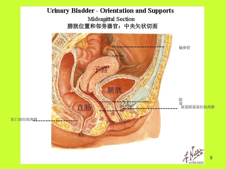 盆底疾病ppt课件.ppt_第5页