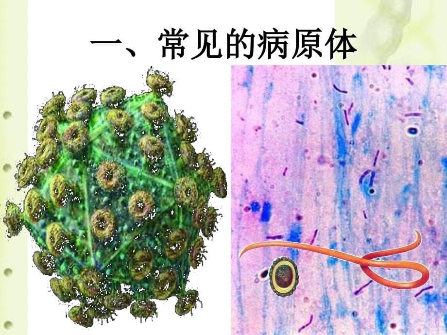 传染病和免疫1m]_第5页