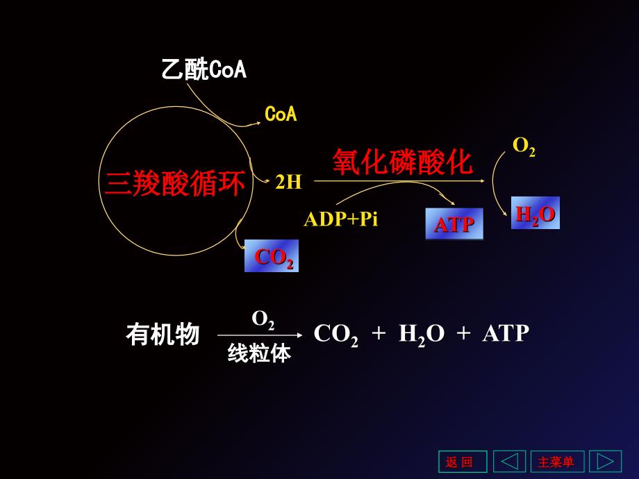 羧酸循环和能量代谢_第4页