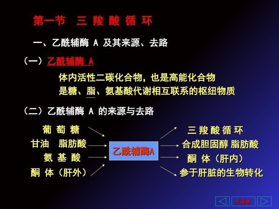 羧酸循环和能量代谢_第5页