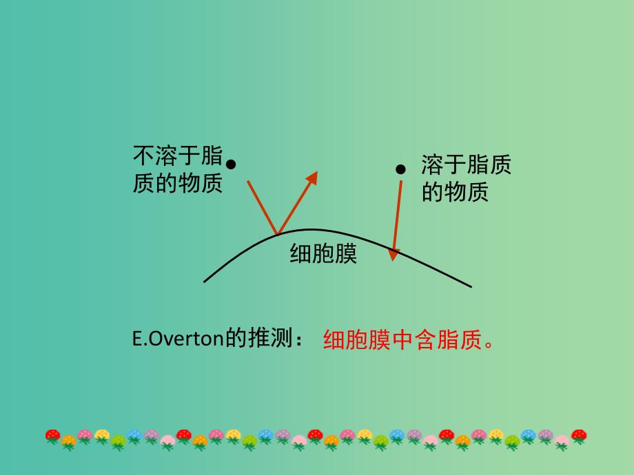 高中生物第四章细胞的物质输入和输出4.2生物膜的流动镶嵌模型课件2新人教版.ppt_第4页