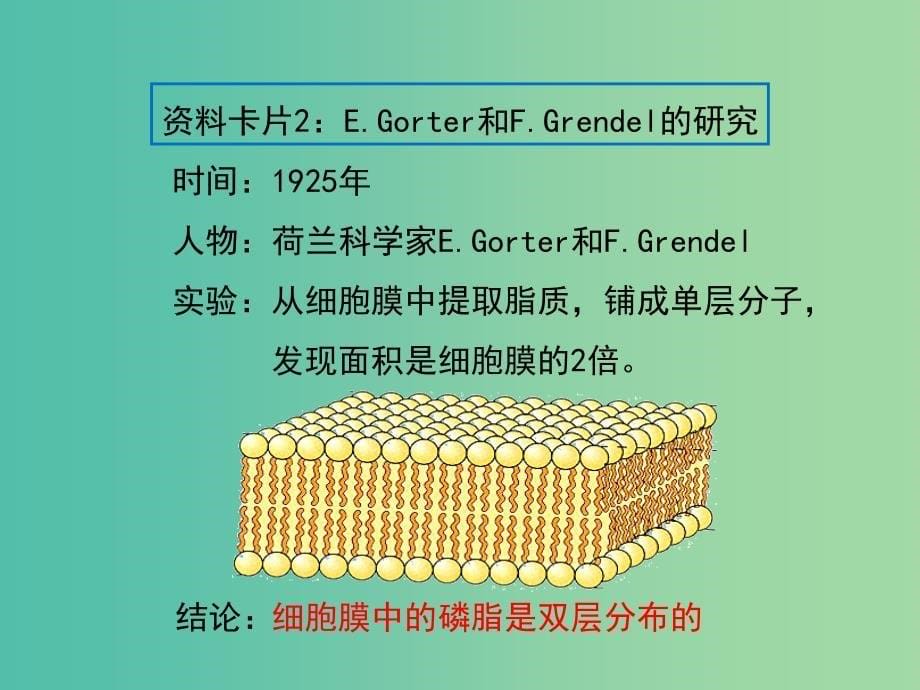 高中生物第四章细胞的物质输入和输出4.2生物膜的流动镶嵌模型课件2新人教版.ppt_第5页