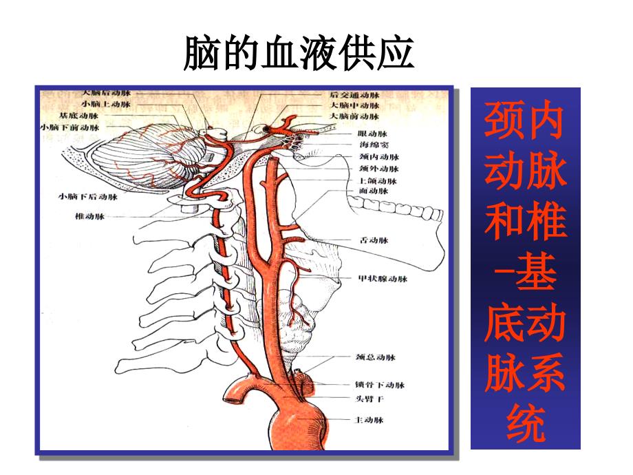 依达拉奉减轻脑水肿和出血课件_第2页